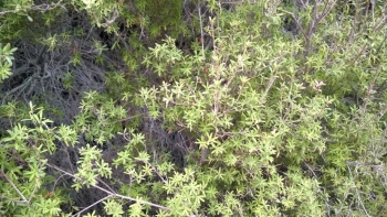 Manuka