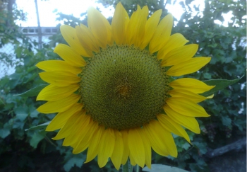 Girasol