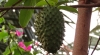 Fruto de la graviola