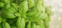 Aceite esencial de albahaca: aroma revitalizante y usos para el bienestar