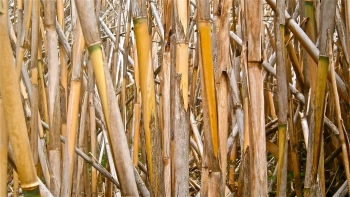 Ca&ntilde;a com&uacute;n o arundo