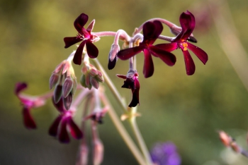 Pelargonio