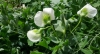 Flor de guisante
