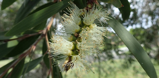 Niaouli