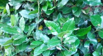 Laurel
