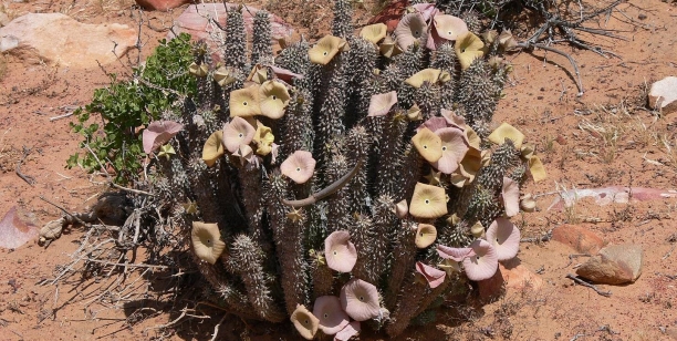 Hoodia Gordonii