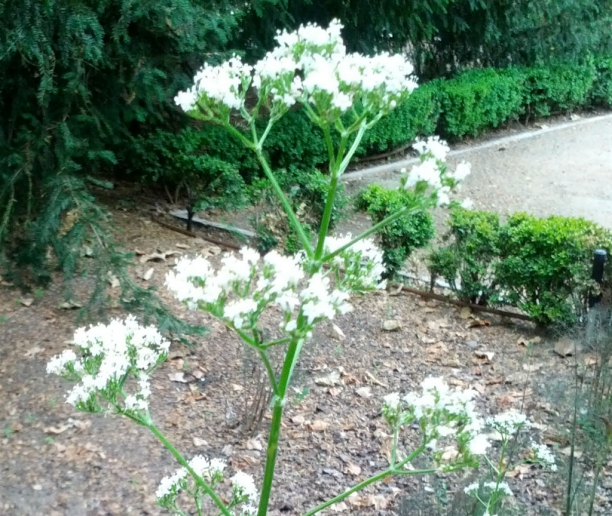 Flor de valeriana (valeriana officinalis),