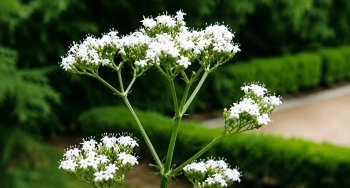 Flor de valeriana (valeriana officinalis),