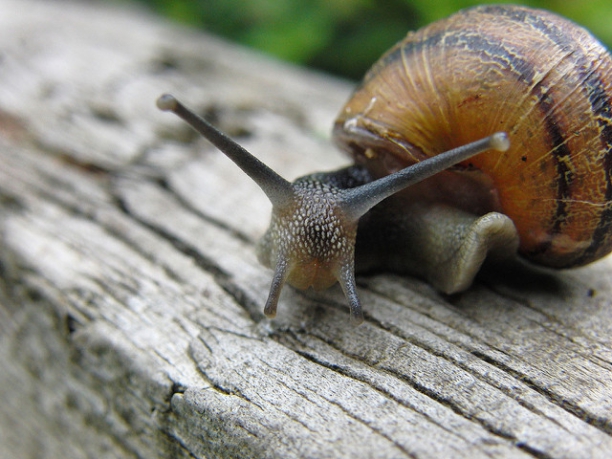 Caracol