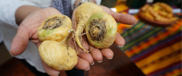 Maca