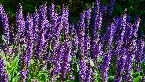 Salvia