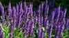 Salvia
