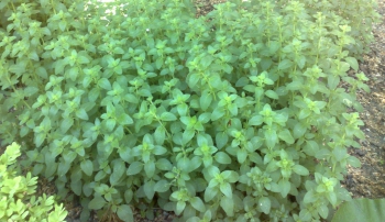 Oregano
