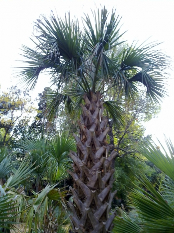 Sabal o saw palmetto