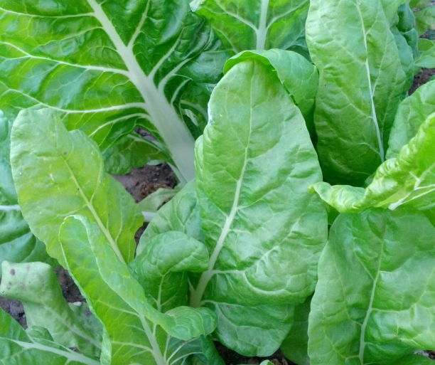 Acelga, fuente de vitamina A