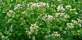 La coclearia (Cochlearia officinalis)
