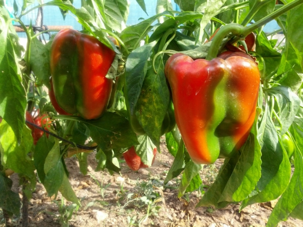 Pimiento rojo huerto de Paterna (Valencia)