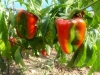 Pimiento rojo huerto de Paterna (Valencia)