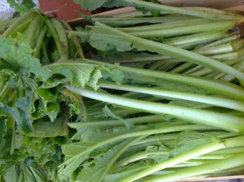 La borraja, verdura y planta medicinal