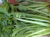 La borraja, verdura y planta medicinal