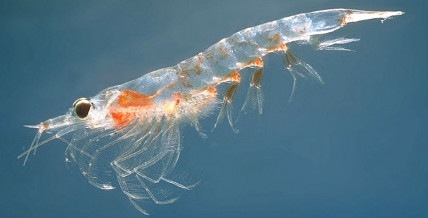 Krill
