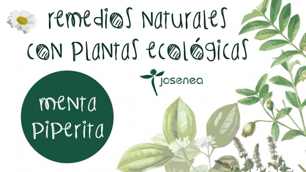 Menta piperita