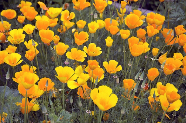 Amapola de California