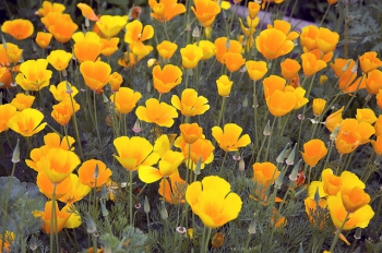 Amapola de California