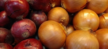 Cebolla