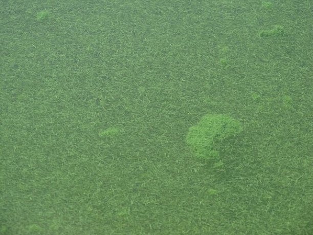 Alga Klamath