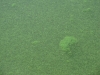 Alga Klamath