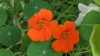 Capuchina