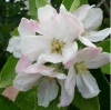 Flor de manzano