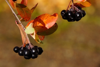 Fruto de la Aronia