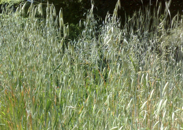 Avena