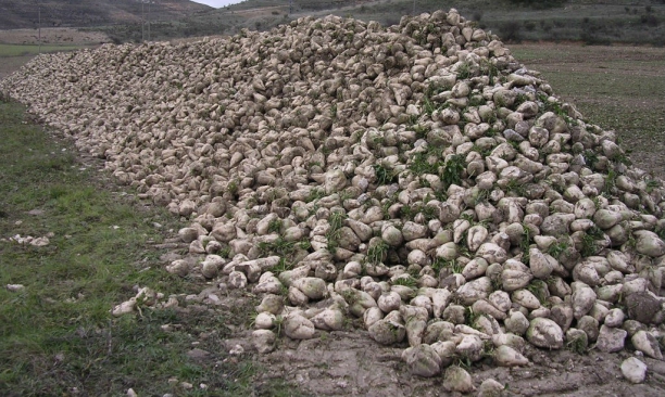 Remolacha azucarera