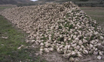 Remolacha azucarera