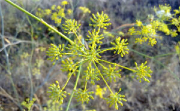 Digesti&oacute;n y flora intestinal