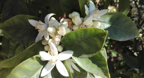 Flor de Azahar