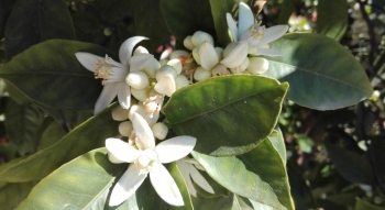 Flor de Azahar