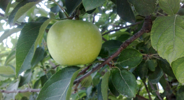 Manzana