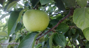 Manzana