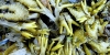 Alga fucus