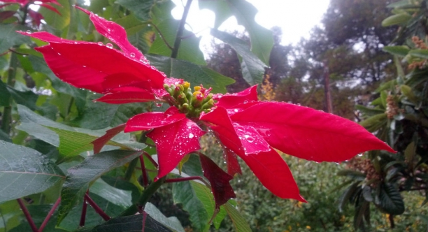 Flor de pascua