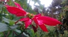 Flor de pascua