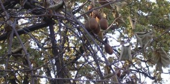 Kiwi