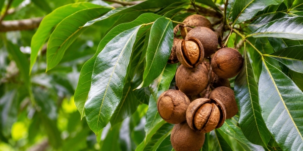 Aceite de andiroba: propiedades para la piel, composici&oacute;n y usos tradicionales