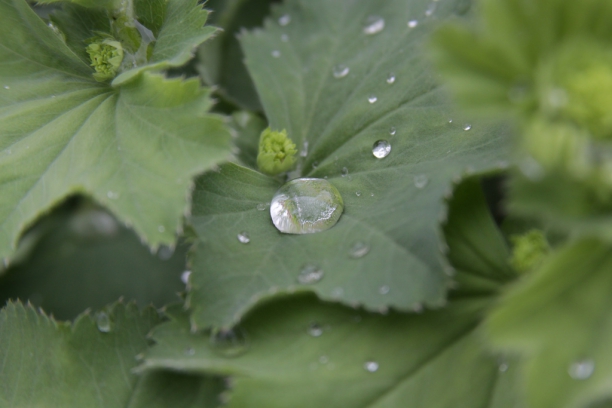 Hoja de alchemilla