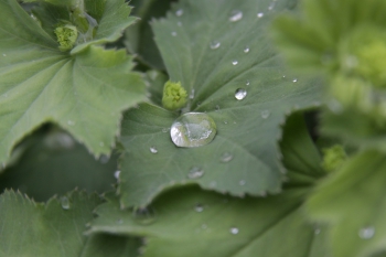 Hoja de alchemilla