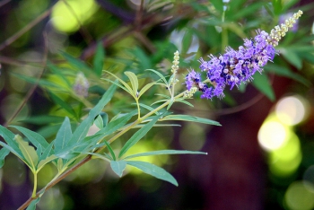 Vitex agnus-castus o sauzgatillo